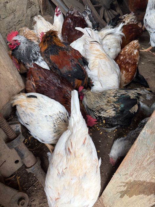 Домашни Петли за клане/отглеждане