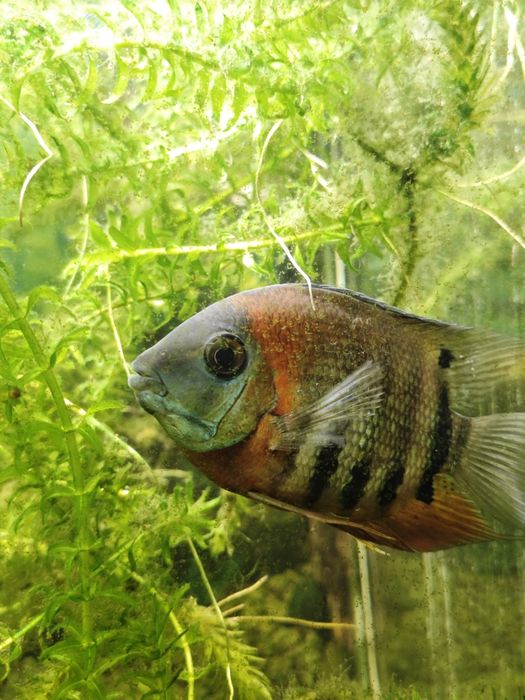 Северум красноплечий "Ложный дискус"