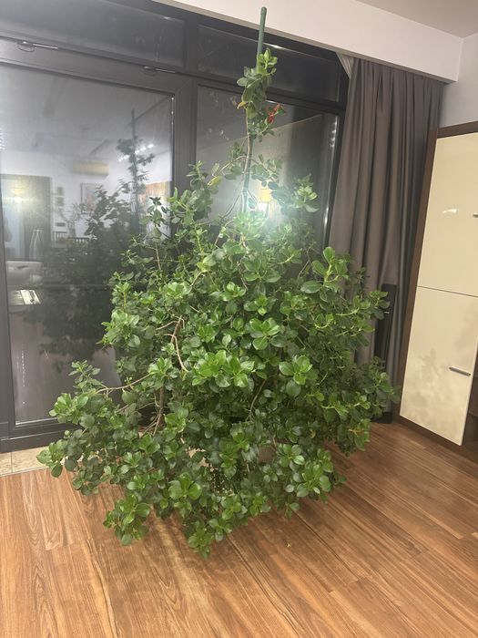 Vand planta naturala “Clusia” de 2 m H