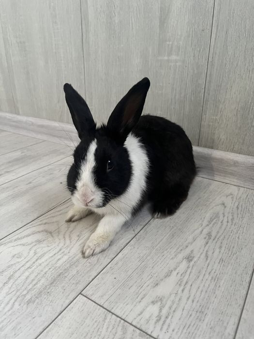 декоративный кролик