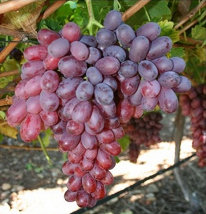 Viata de Vie (De Masa Fără Sâmburi)