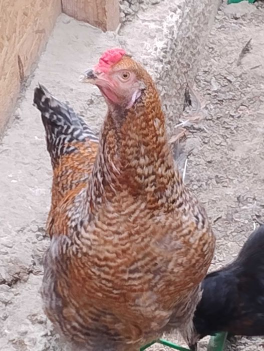 Cocosi de anul acesta!