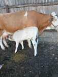 Vaca cu vitel de vanzare