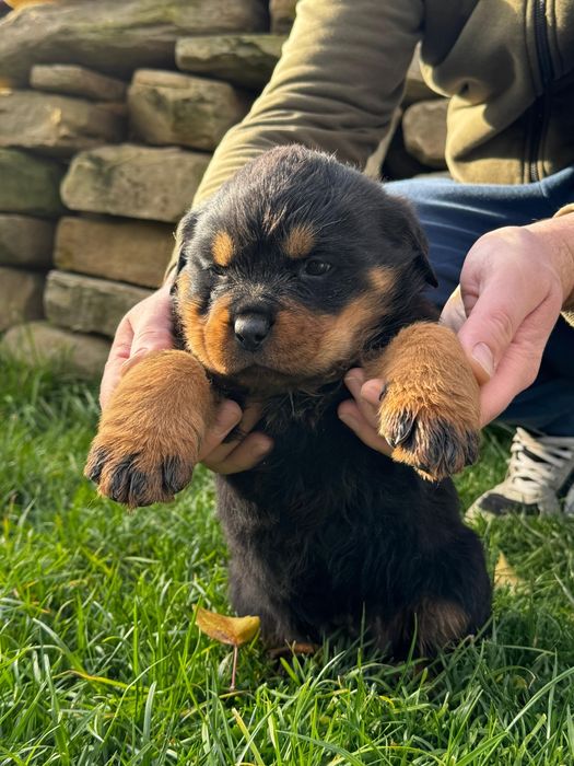 Pui rottweiler femela