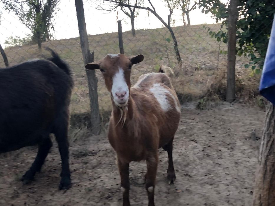 Capre  ce să văd în poze și țapii!