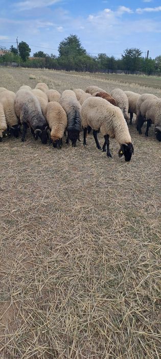 Oi tinere de vinzare