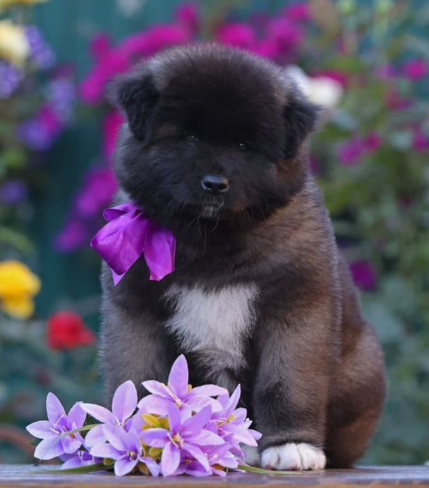 Американская акита с длинной осью