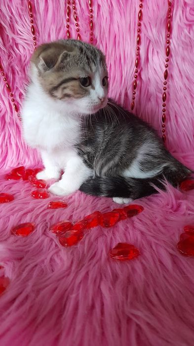 Шотландский вислоухий мальчик