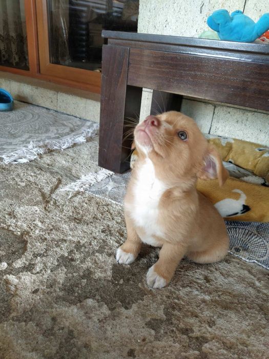 Мъжко кученце