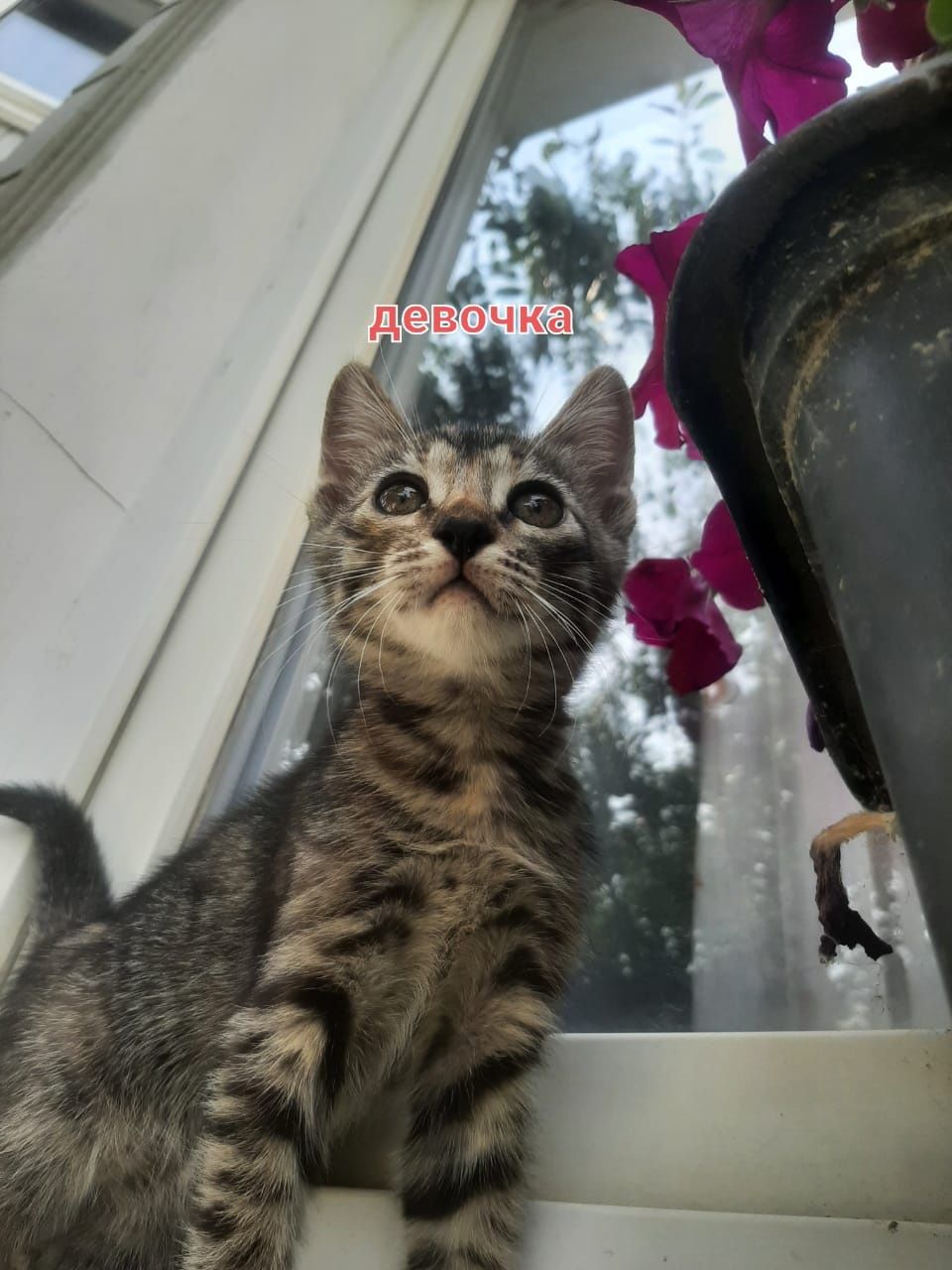 Отдам котят бесплатно
