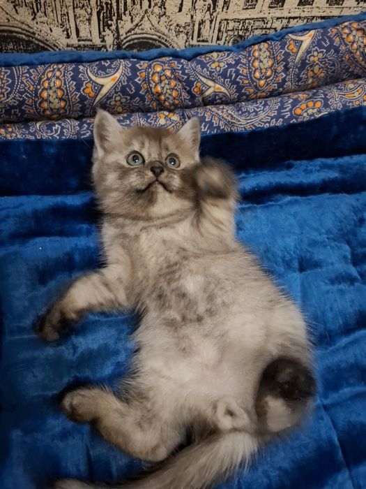 Котята на продажу