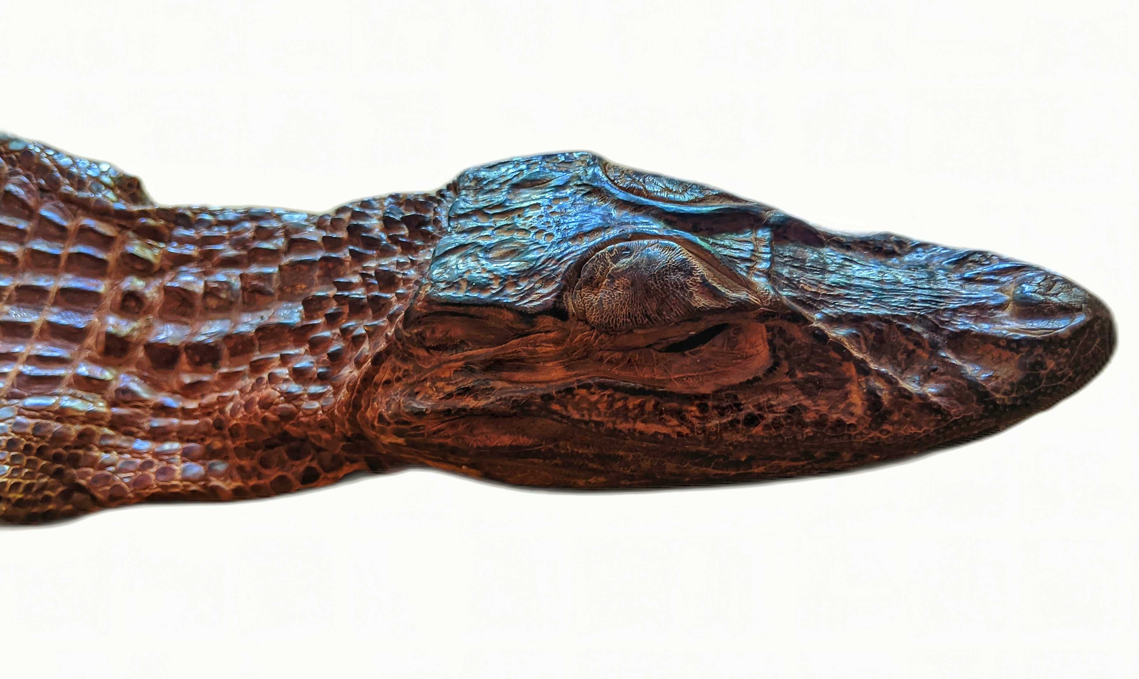 Piele și cap de crocodil