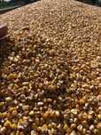 Porumb Triticale Orz Floare soarelui Transport la domiciliu