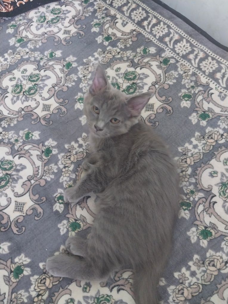 Котёнок скотиш-страит