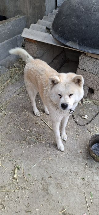 Ибу-акита хатико