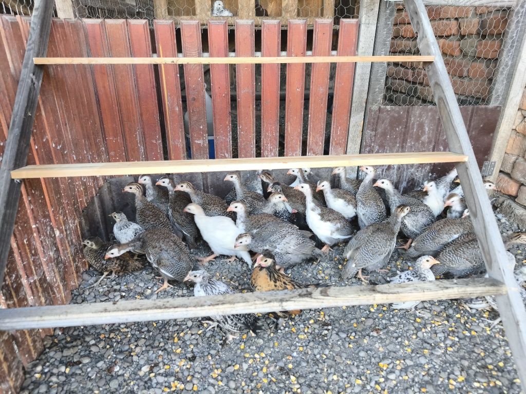 Diverse pasari domestice