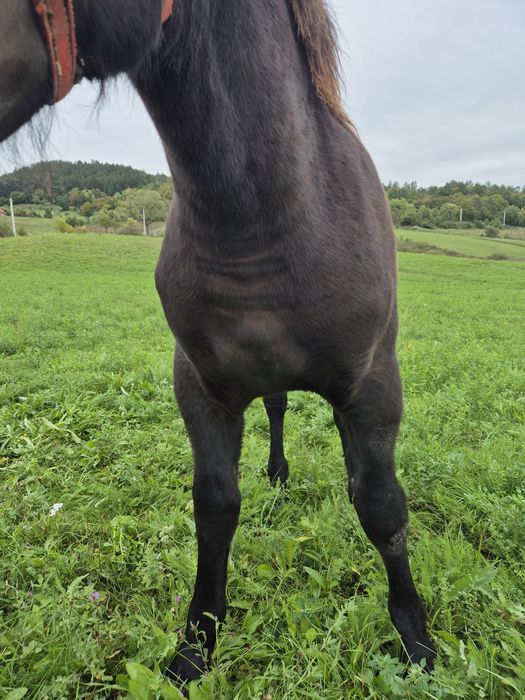 Vând manz negru de 6 luni
