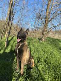 Femela ciobanesc belgian malinois