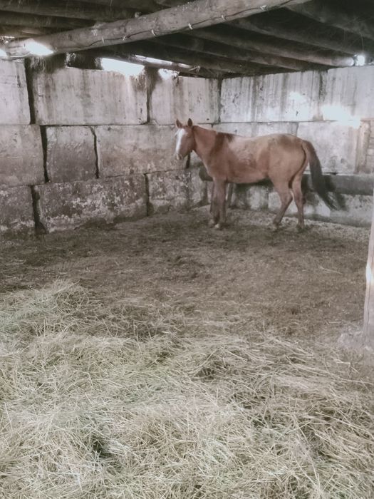 Продам жирную кобылу