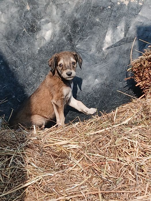 Кумай тазы кушикги