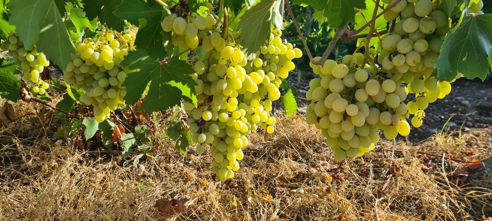 Продавам десертно грозде от производител