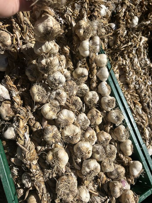 Usturoi românesc de grădină – natural, fără tratamente
