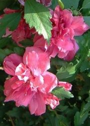 Хибискус Кичест 3 налични цвята