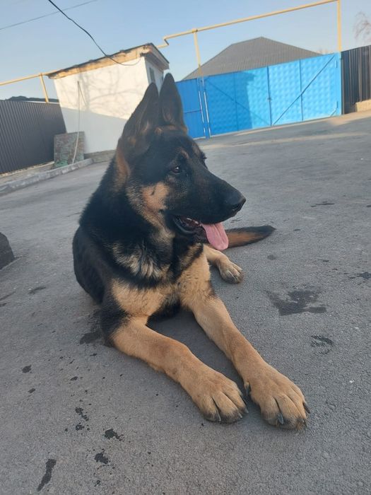 Продам восточно-европейскую овчарку