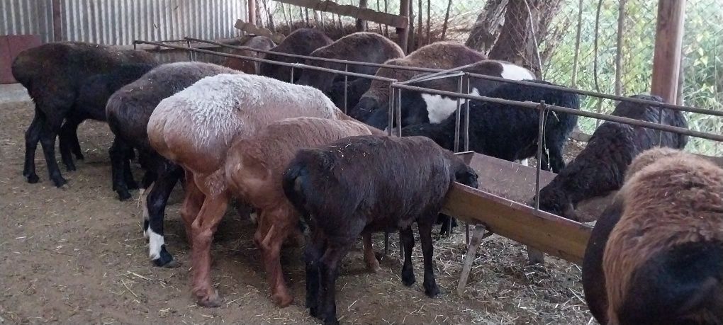 Киргиз зот куйлар сотилади