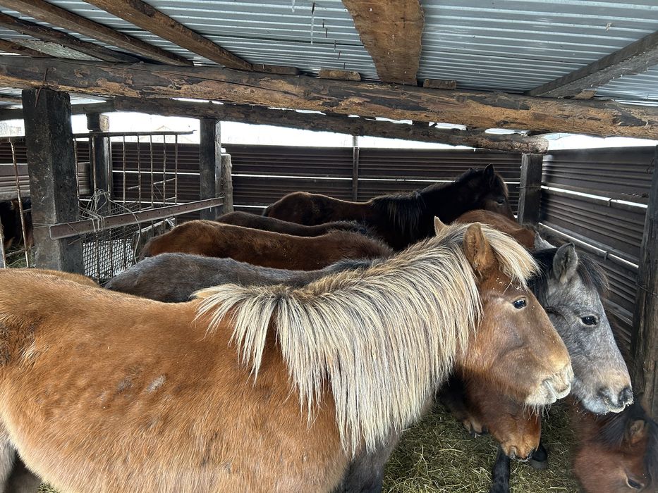 Тайлар сатылады ,14бас (2жасар )