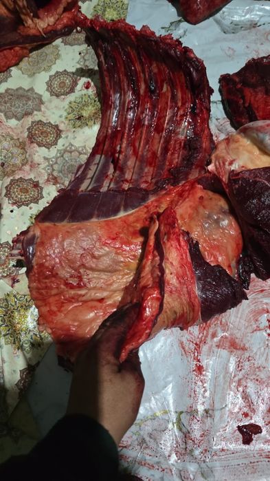 Тай етін сатамын 125000 аяғы