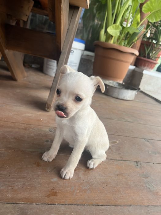 Бели пинчери на два месеца