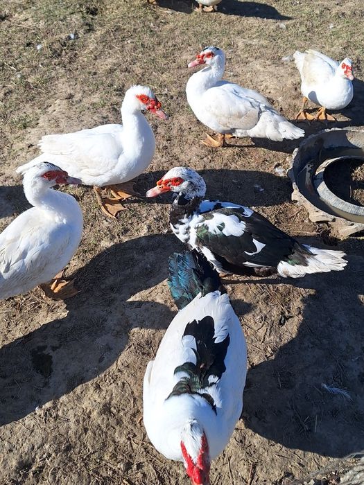 Rațe mute si rățoi la alegere