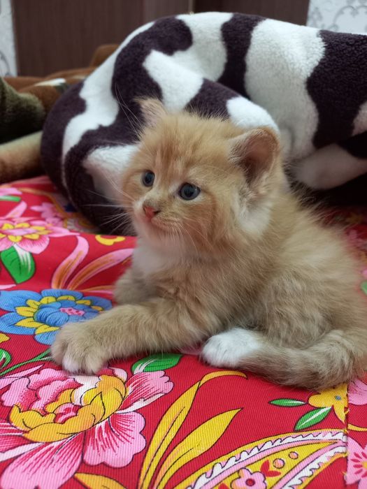 Продаются породистые котята