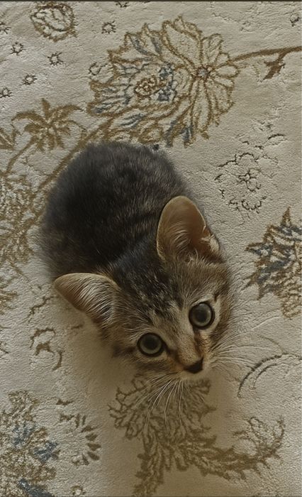 Нужен дом для котёнка!