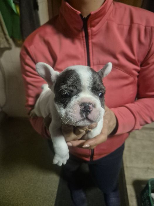 Френски Булдочета