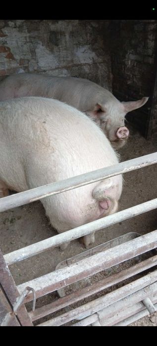 Прасета различни килограми