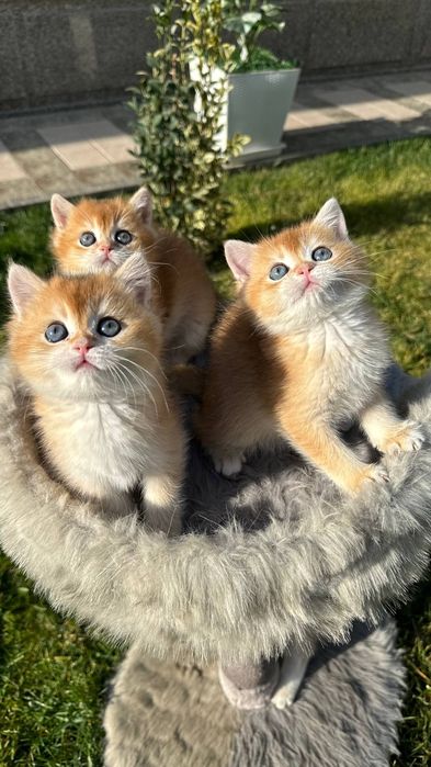 Британская золотая шиншилла