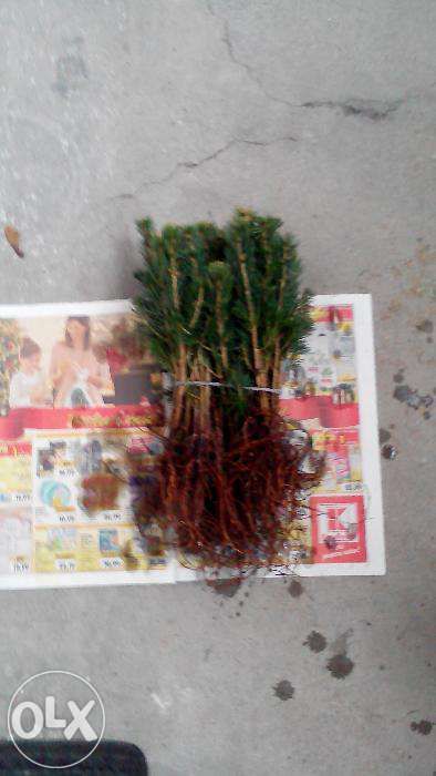 Cea mai buna investitie-Puieti la cel mai mic pret!!!