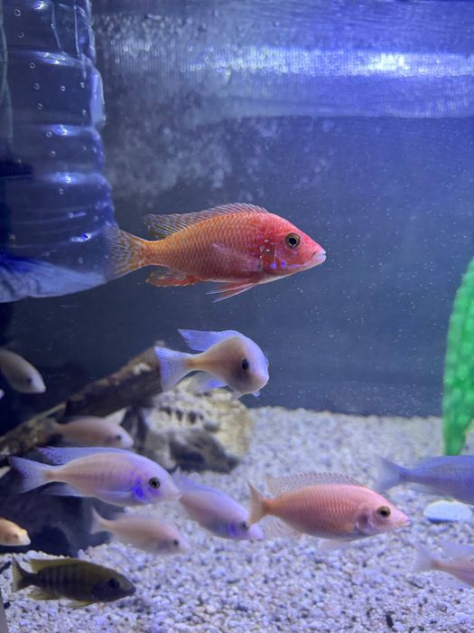 Продаются орхидеи