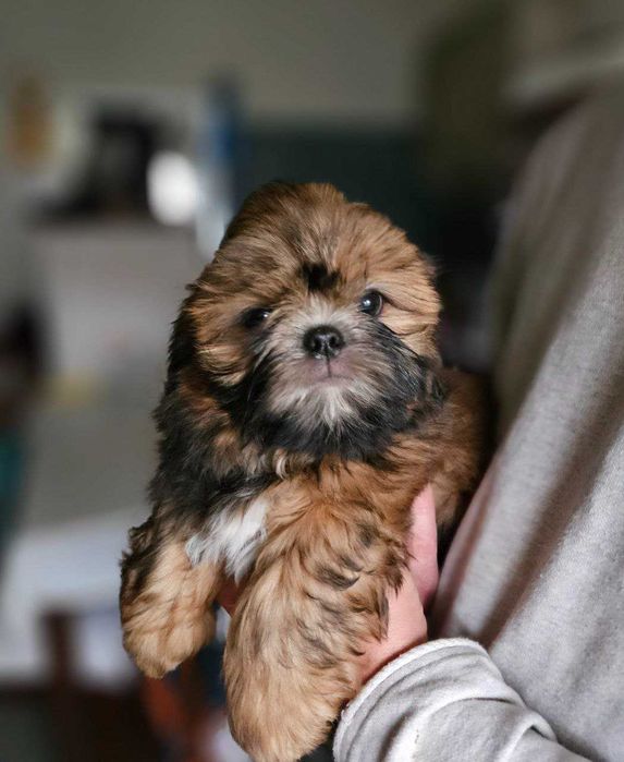 Cățeluș Shih Tzu în vârstă de 2,5 luni