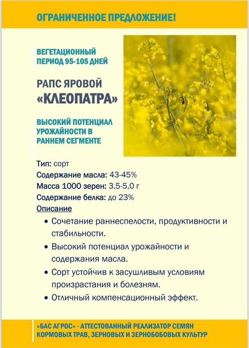 продам протравленные семена рапса масличного