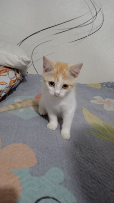 Котёнок ищет дом