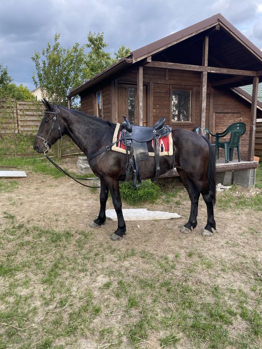 Iapa lipitana negru corb