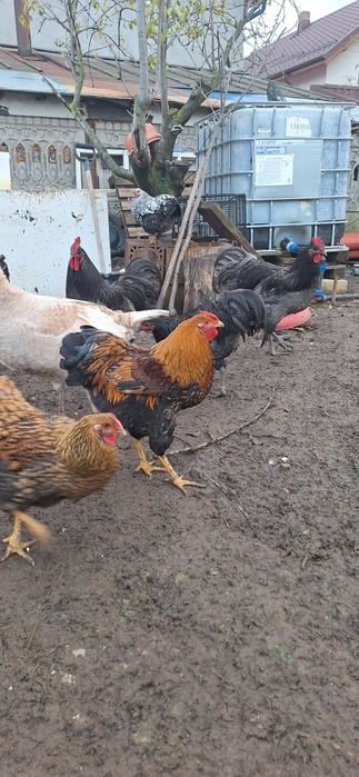 Găini  Wyandotte/AUSTROLOP