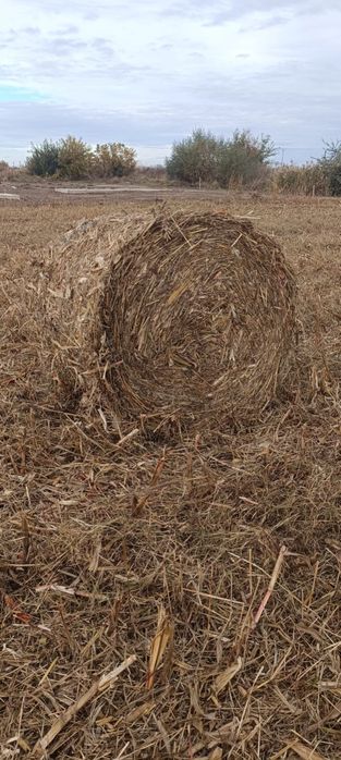 Baloți ciocani (porumb) cu iarba multa