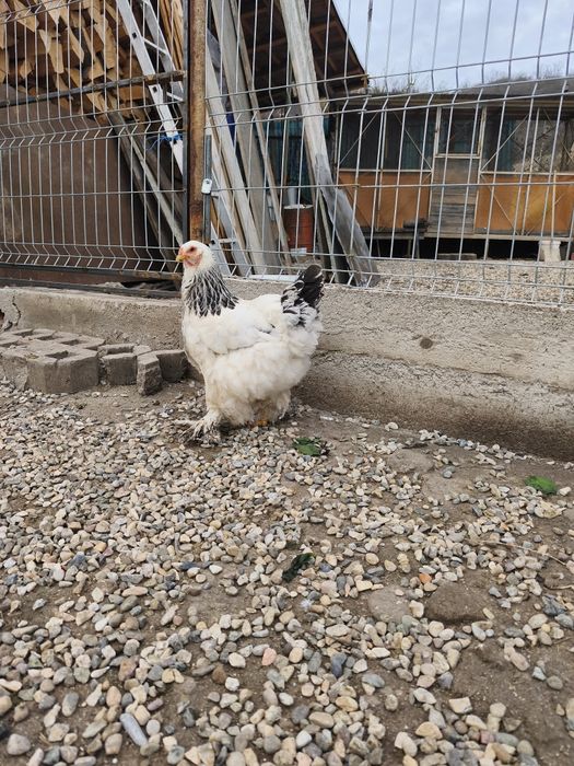 Vand 6 gaini + cocos Brahma