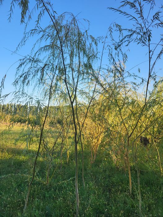 Хар хил турдаги декоратив кучатлар