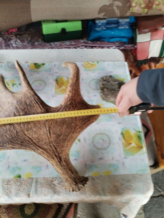 Vând ornament decorativ!!