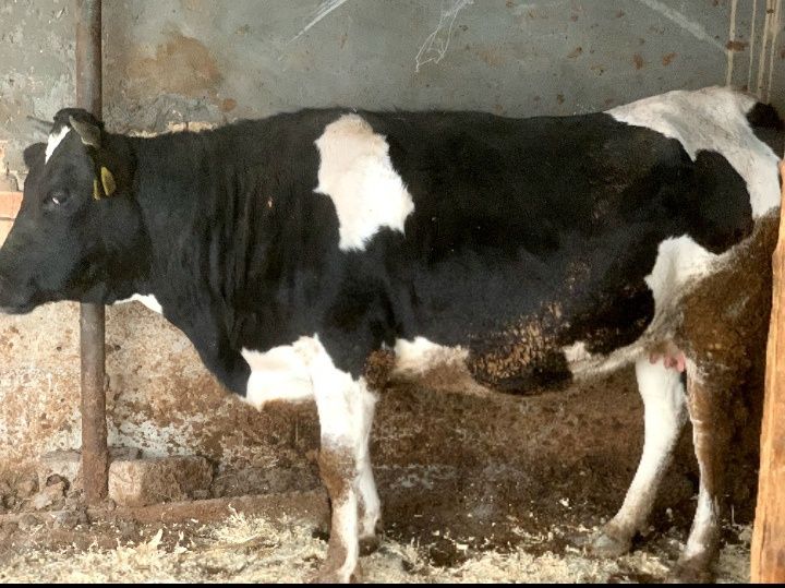 Rossiya paroda Gʻunajin sotiladi